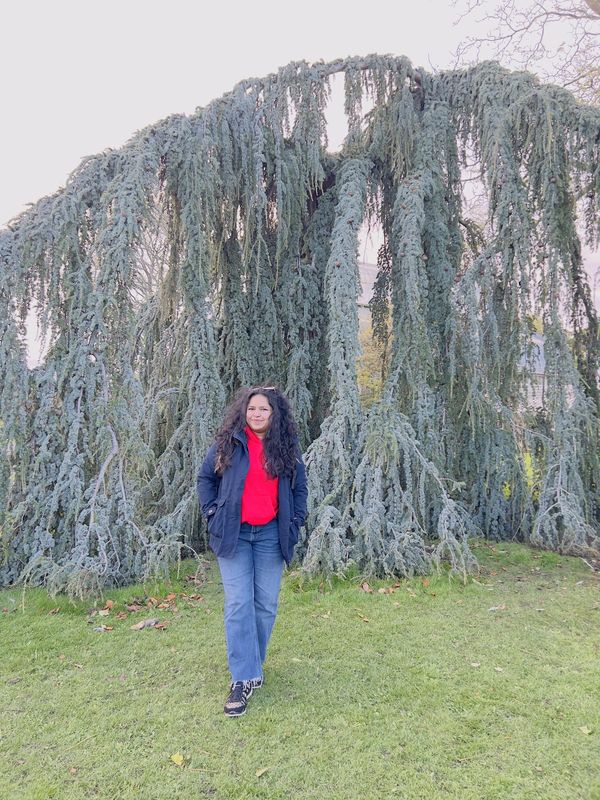 Under the weeping cedar